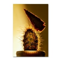 Zaštitni znak likovne umjetnosti 'Strelica i Cactus' platno umjetnost Joe Felzman Photography